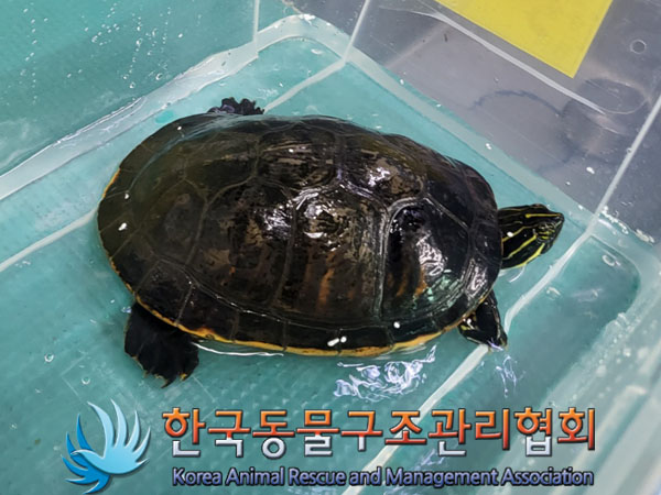 [기타축종] 거북이 이미지 파일 입니다.